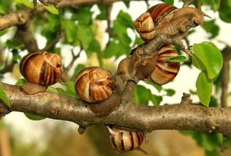 Two grape snails on the natureの写真素材