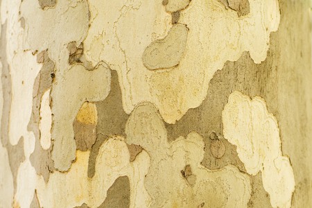 Series. The closeup of a sycamore's tree bark.の写真素材