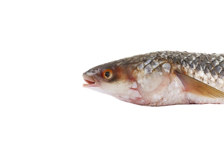 Series. Raw fish isolated on white backgroundの写真素材