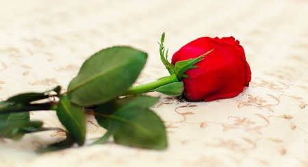 Series. wedding rings and rosesの写真素材