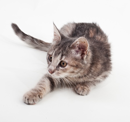 Little grey cat isolated on whiteの写真素材