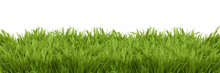 A perspective view of a fresh green spring lush on a white background isolatedの写真素材