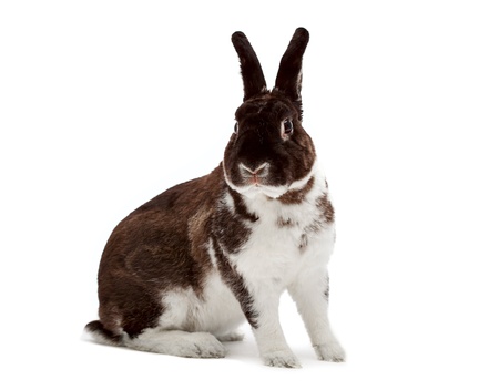 Rabbit looking at cameraの写真素材