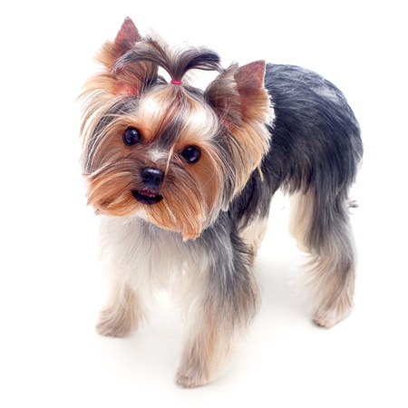 Little yorkshire terrier over the white backgroundの写真素材