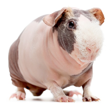Curious bald guinea pig over white backgroundの写真素材