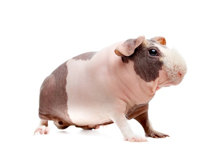 Curious bald guinea pig over white backgroundの写真素材