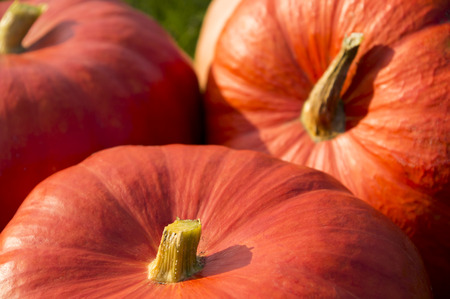 closeup of three pumpkinsの写真素材