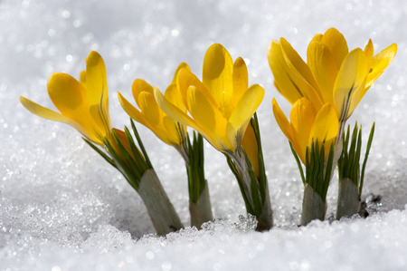 Yellow Crocuses in snowの写真素材