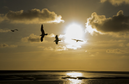 sunset with flying seagullの写真素材