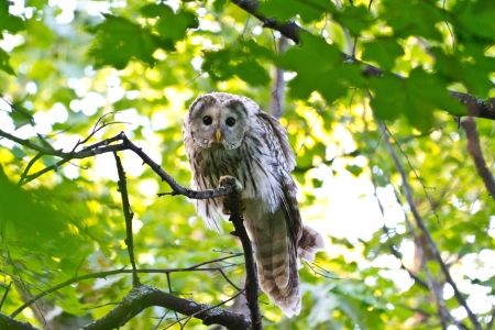 tawny owlの写真素材