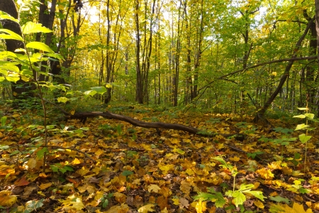 defoliationの写真素材