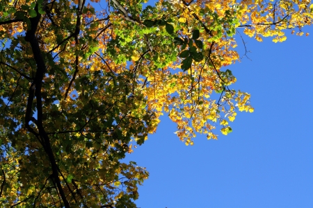 defoliationの写真素材