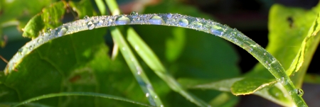 dewの写真素材