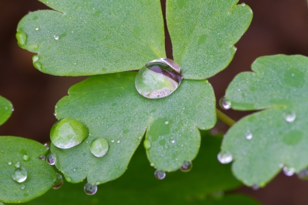 dewdropの写真素材