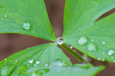 dewdropの写真素材