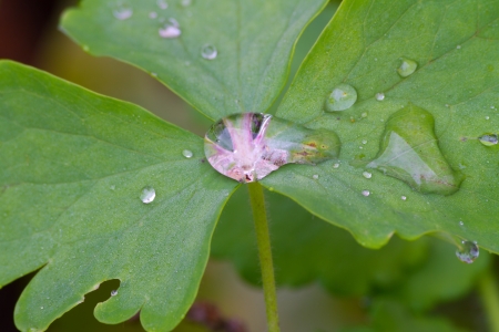 dewdropの写真素材