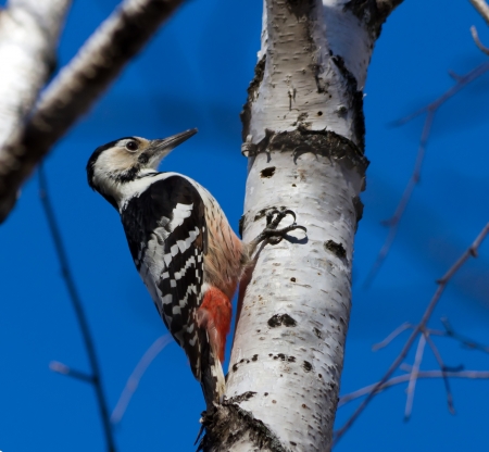 white-backed woodpeckerの写真素材