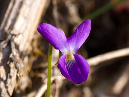violet flowerの写真素材