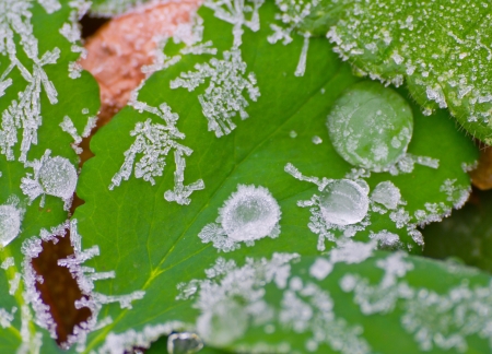 icy morning dewの写真素材