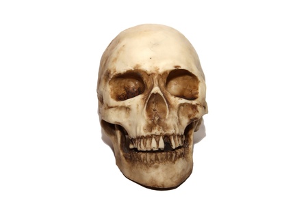 brainpan cranium death s headの写真素材