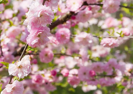 Beautiful spring floral background on a Sunny April day.の写真素材
