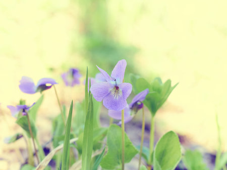 Viola odorata (Sweet Violet, English Violet, Common Violet, ) blooming in spring close-up. Nature...