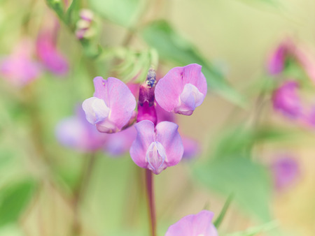 Flower Ononis . in a forest clearing in Spring.の写真素材