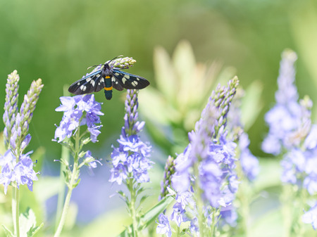 Beautiful little wild meadow of purple flowers with a butterfly on natural green grass background.の写真素材
