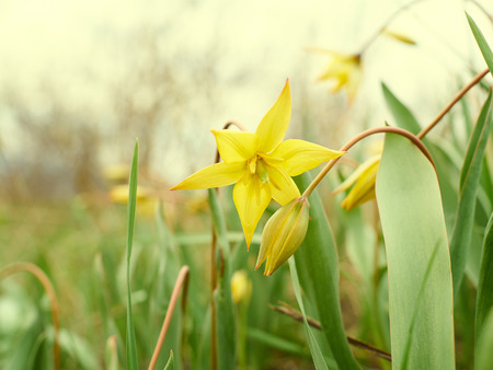 Beautiful yellow tulips in the meadow.Tulipa monticola.の写真素材