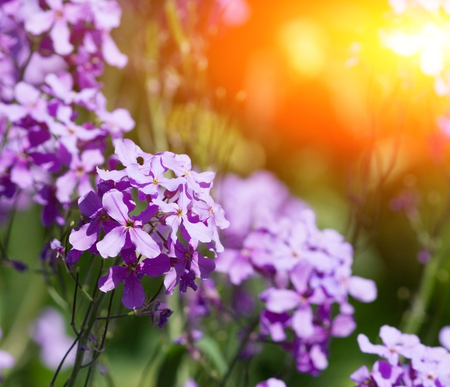 Lovely natural floral background on a Sunny dayの写真素材