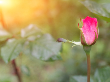 A simple rose in a garden of dewの写真素材