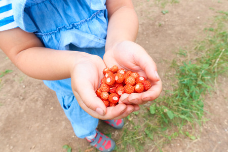Little girl holding a handful of strawberries.の写真素材
