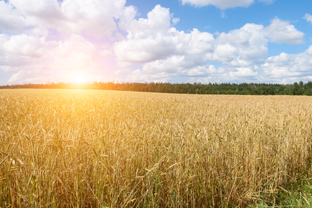 A wheat field, fresh crop of on a sunny day. Rural Landscape.Blue sky with fluffy clouds.の写真素材