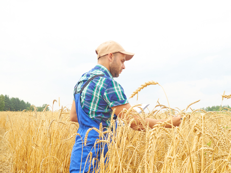 Farmer in a plaid shirt controlled his field and writing notes.  Wheat harvest. Agriculture.の写真素材