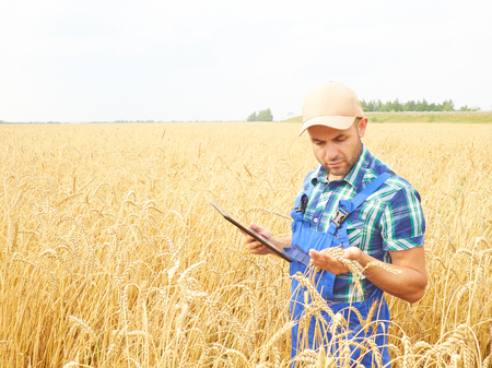Farmer in a Plaid Shirt Controlled his Field And Working At Tablet.  Wheat harvest.の写真素材