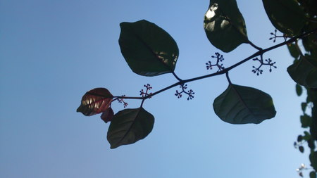 Sky Above the Leafの写真素材