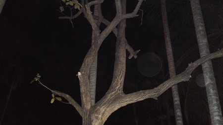 Lonely Treeの写真素材