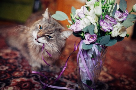 Funny cat eating wedding bouquetの写真素材