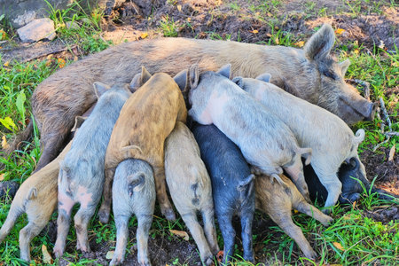 The pig feeds the little pigsの写真素材