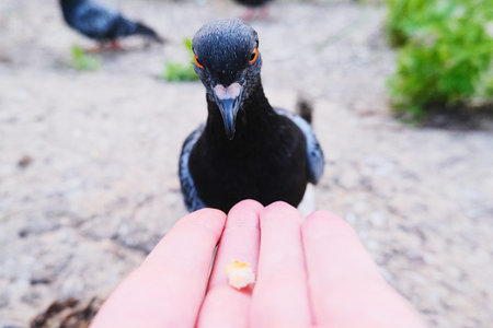 Hand feeding the pigeon bread