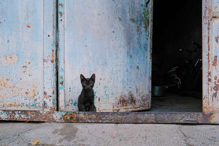 Little kitten sitting by the doorの写真素材
