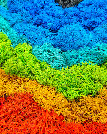 Colored stabilized moss. Red, yellow, green, blue colorsの写真素材