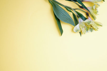 Spring flowers. Holiday card. White flowers of cherry on a blue and yellow background. Place for...