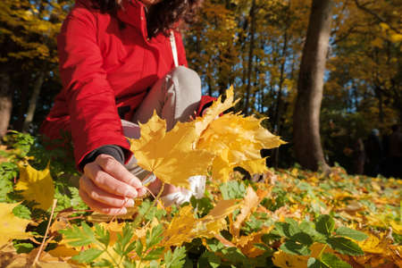 Woman in Red Jacket Holds Yellow Maple Leaves in Her Handsの写真素材