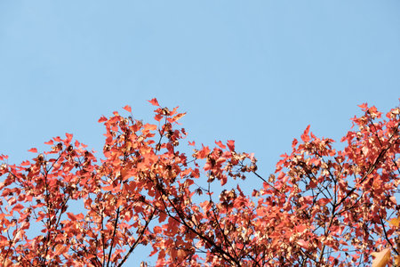 Autumn Foliage on a Blue Sky Background.