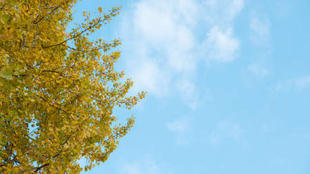 Autumn Foliage on a Blue Sky Background.の写真素材