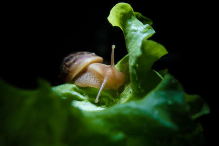 Akhatina Snail Crawls on a Green Lettuce Leaf.の写真素材