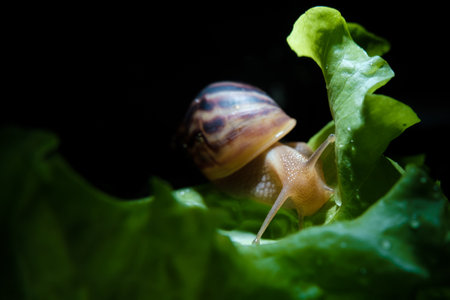 Akhatina Snail Crawls on a Green Lettuce Leaf.の写真素材