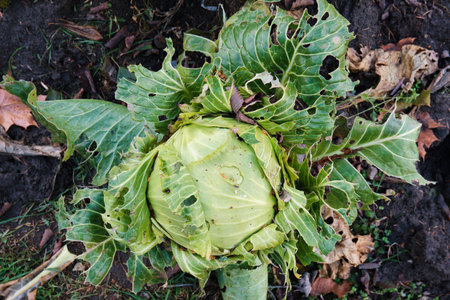 Ripe cabbage spoiled by insects. Home farming.の写真素材