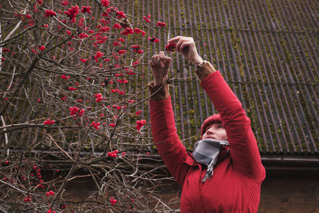 A woman in a red jacket collects red Viburnum berries in a basket.